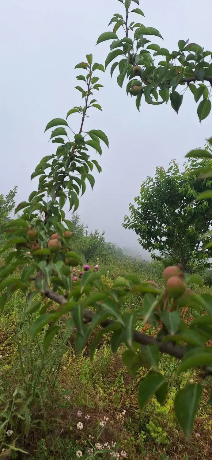 باغ میوه الهادی رامیان