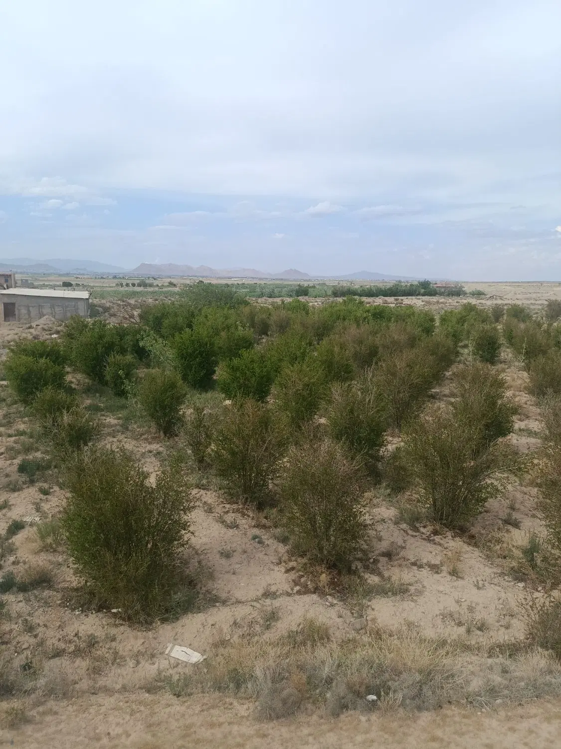 باغ انار معاوضه با خودرو
