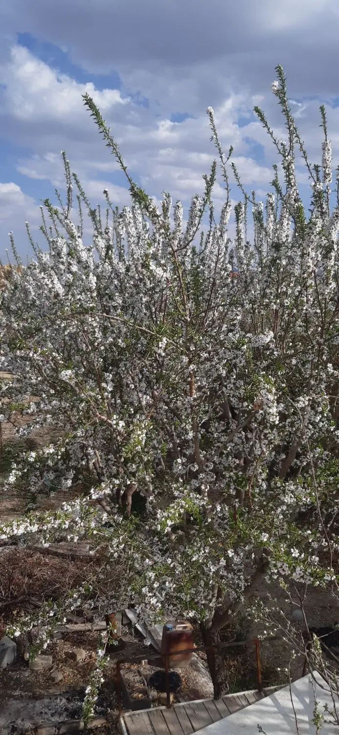 باغ چهاردیواری برکان ،صدریه ۹۰۰۵۰۰