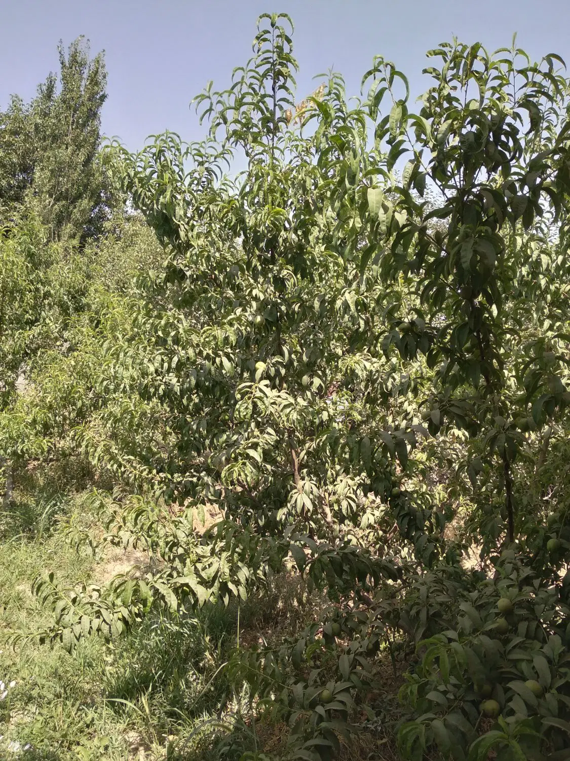 باغچه به متراژ ۵۰۰متر