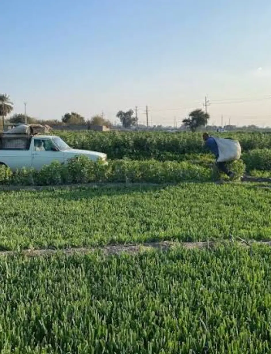 فروش زمین سبزیکاری ۳۰۰ متر