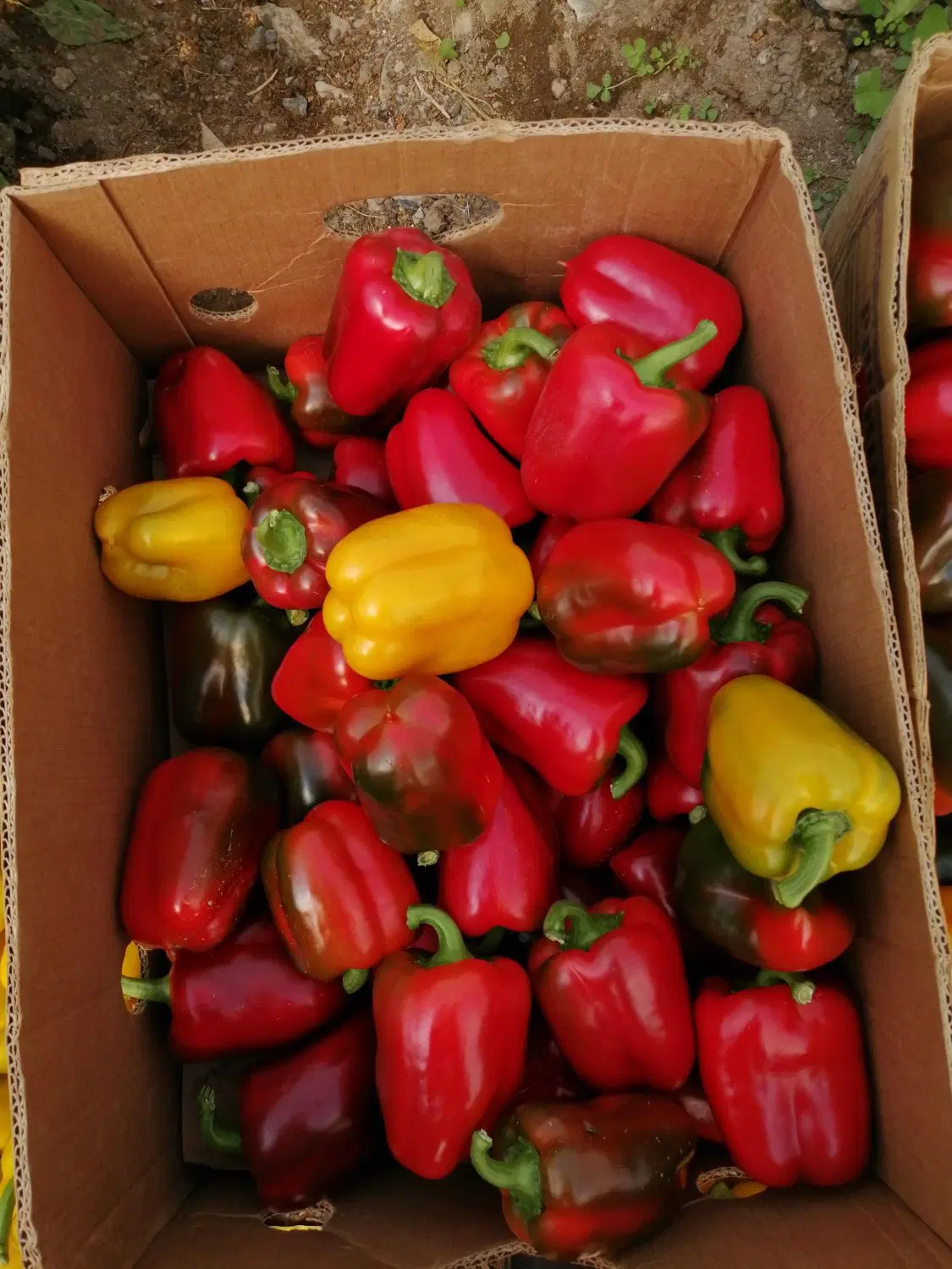 اجاره گلخانه
