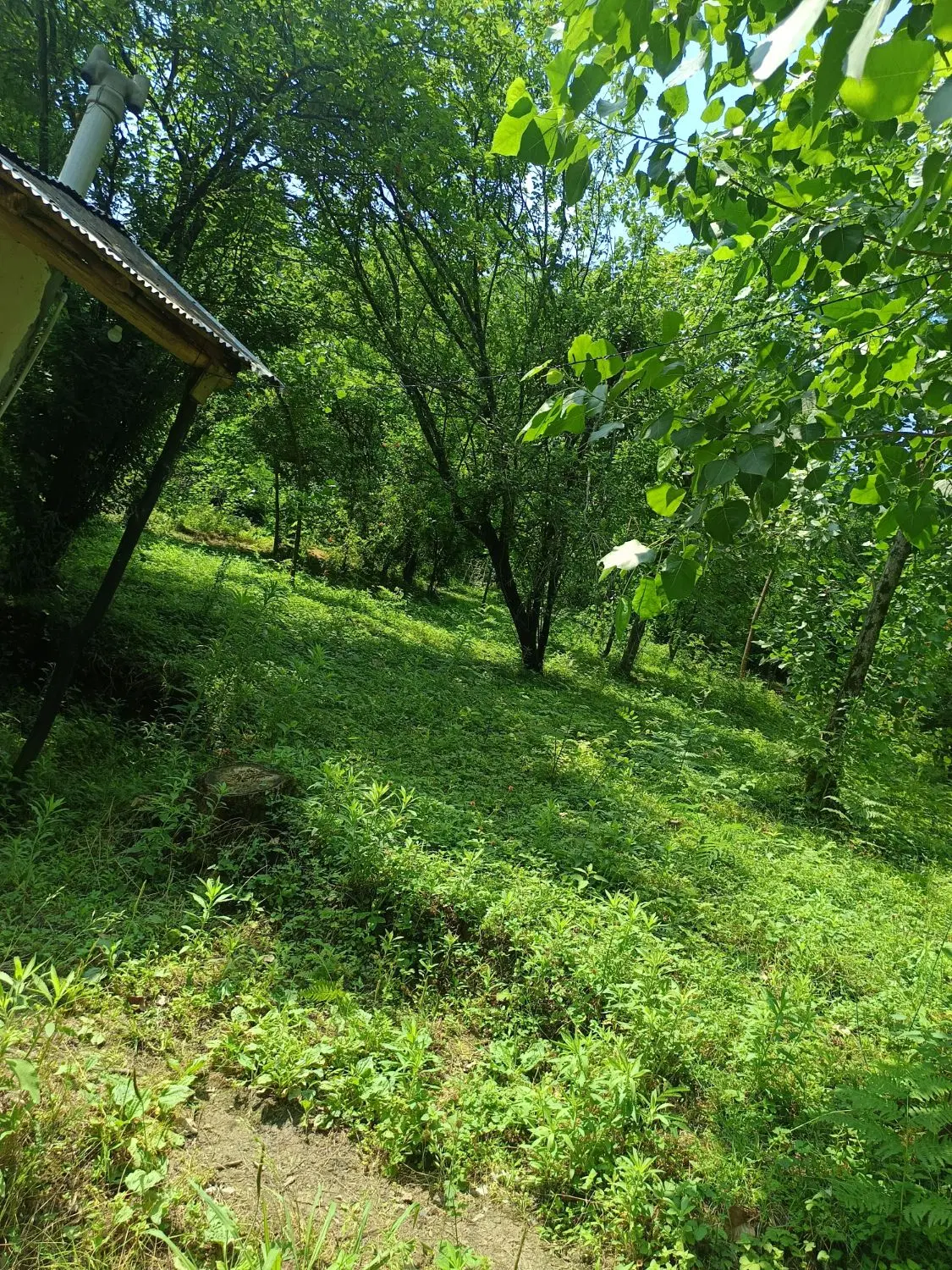 کلبه جنگلی