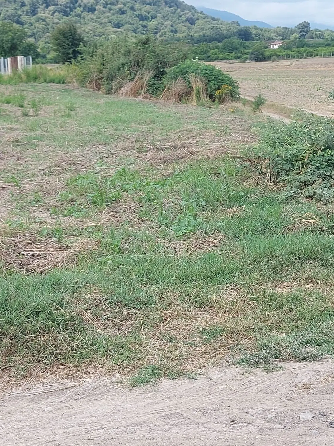 زمین باغی