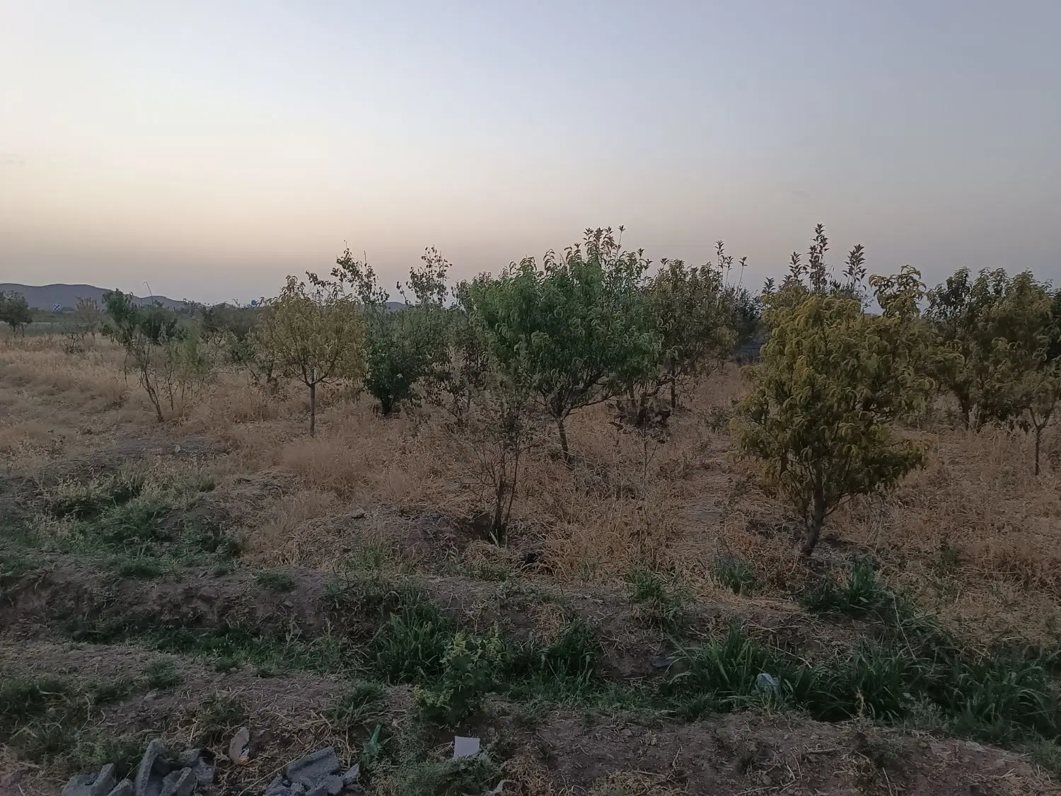 زمین باغی
