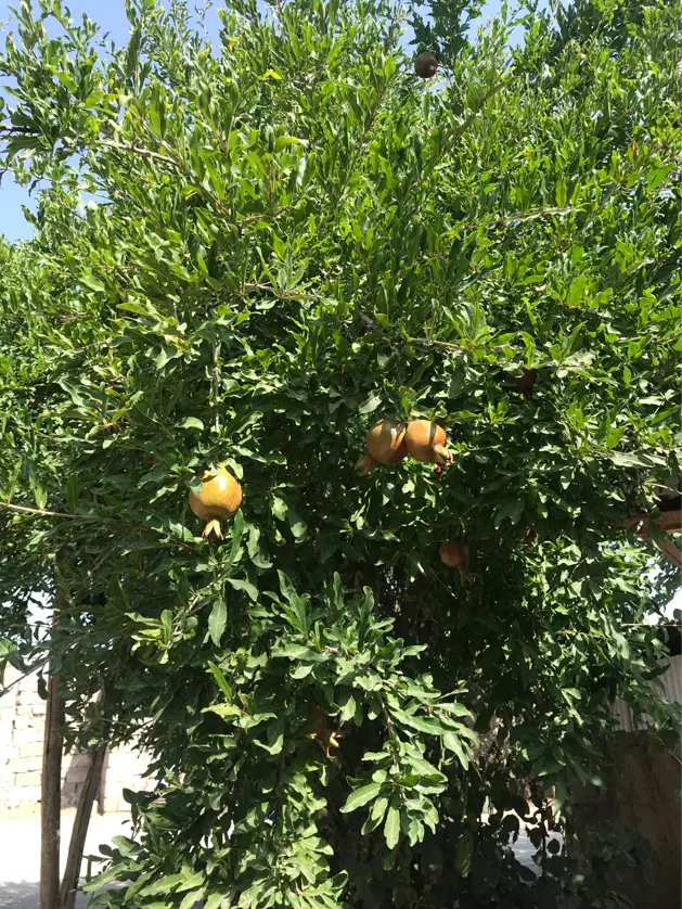 گاوداری و باغ ۲۰۰۰ متری ثلاث