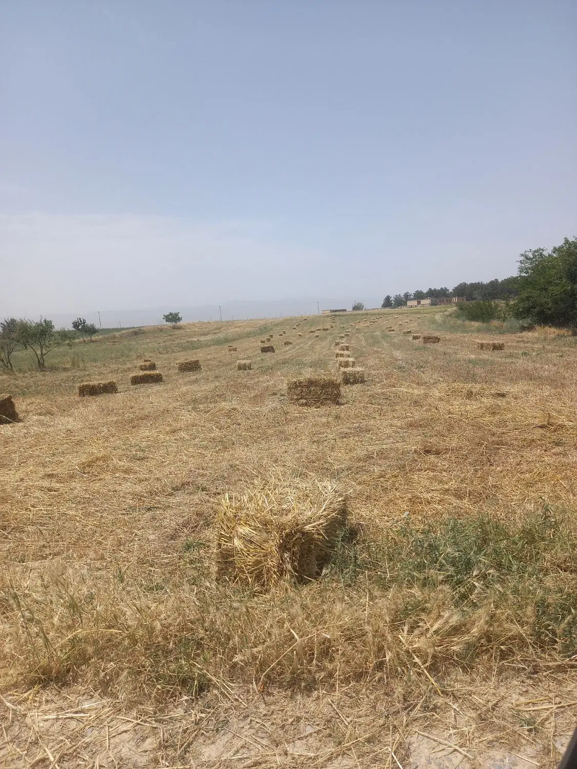 باغ فروشی  شهرستان درگز