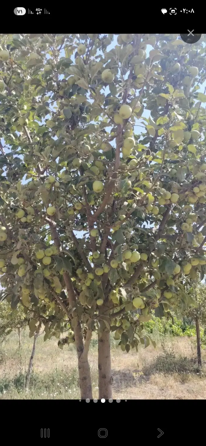 باغ.ویلاباغی‌انگوری‌ودرختان‌میوه‌ای(نمازگاه)