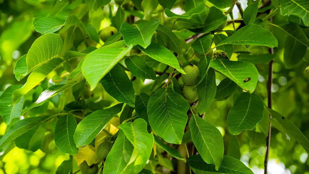 باغچه فروشی در روستای سرسبز بیشه بنه هزار جریب.
