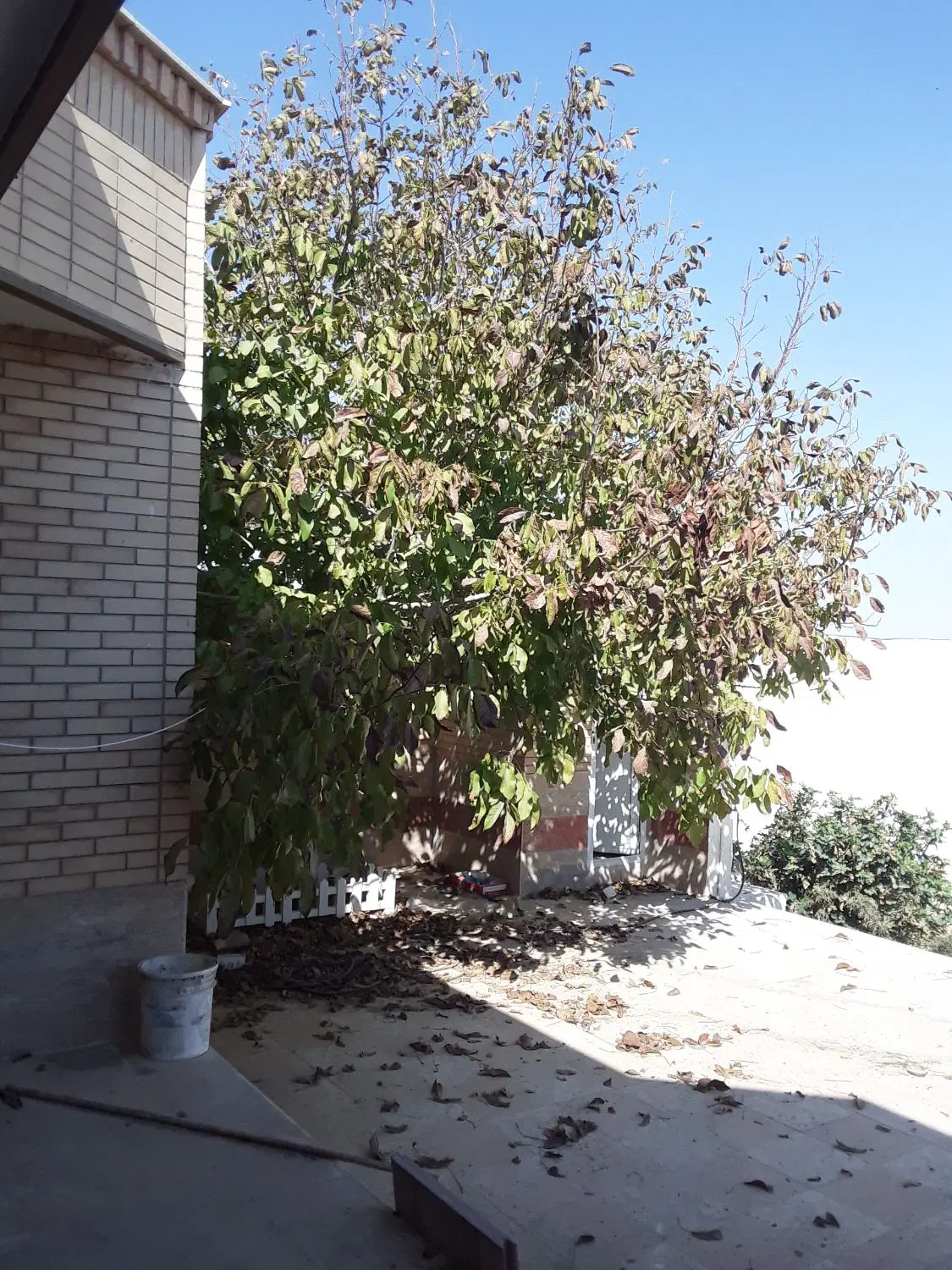 خانه باغ