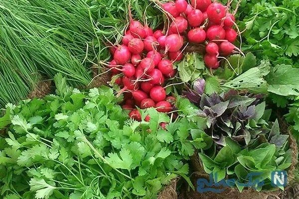 اجاره سبزی در میوه فروشی