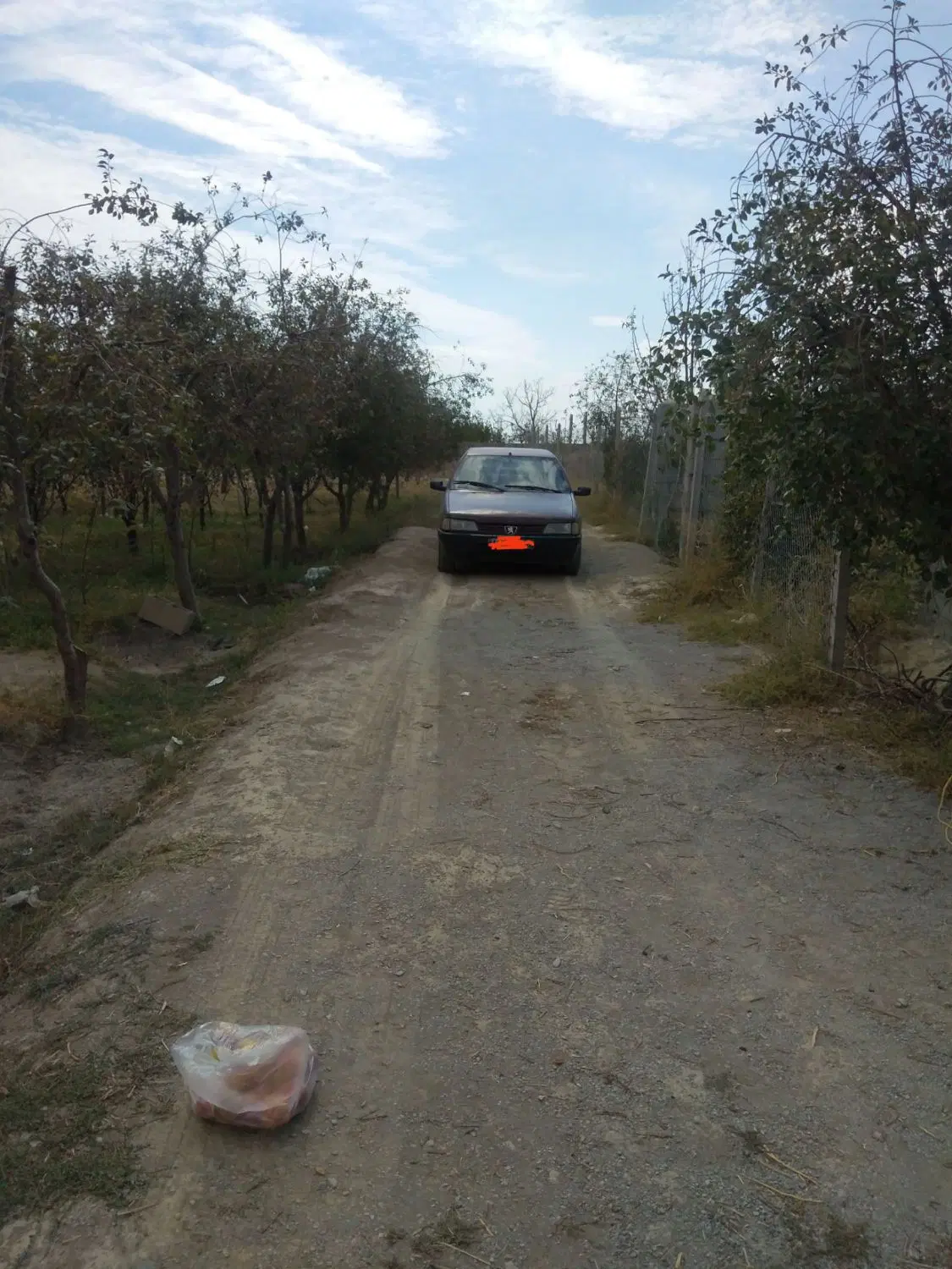 باغچه سرسبز