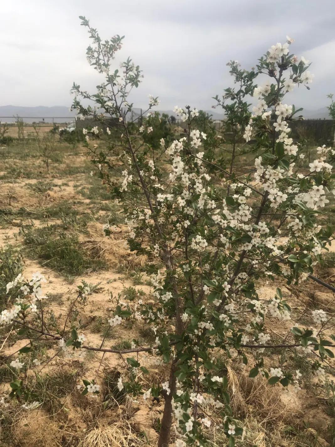 زمین ویلا باغ