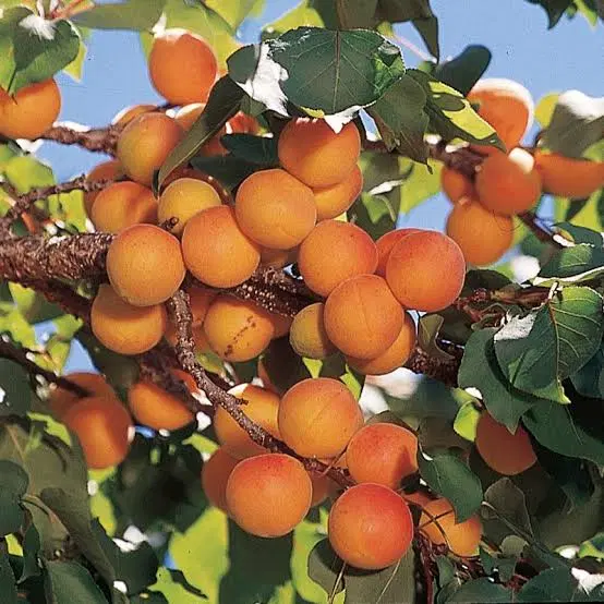 مالک یک باغ در پازیکو شوید(قیمت رقابتی)
