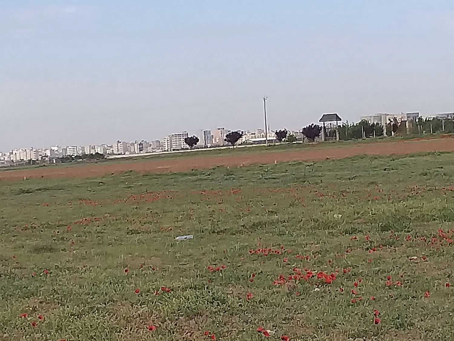 زمین باغی سند ششدانگ دو قطعه آماده بهره برداری