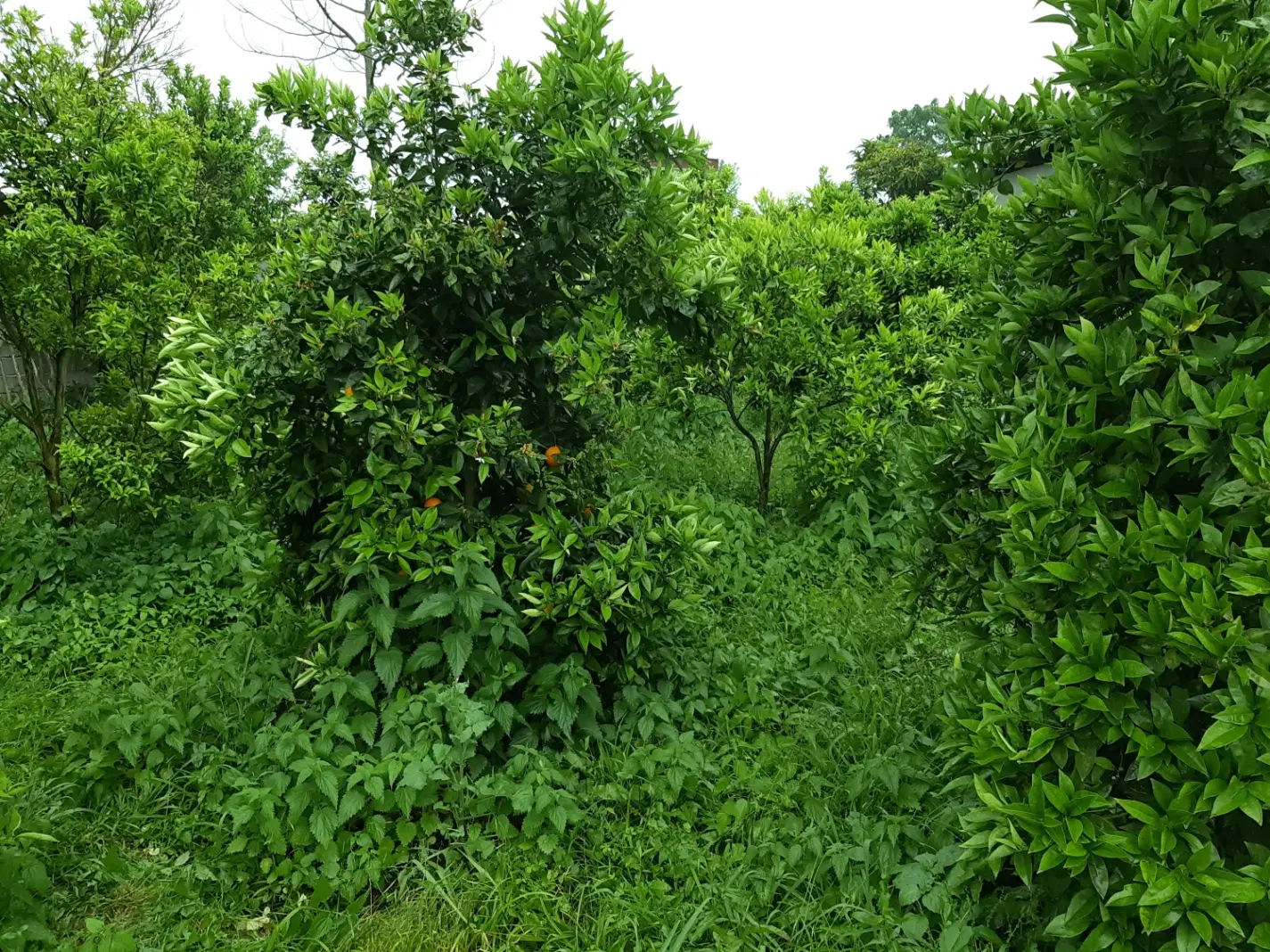 فروش باغ در منطقه زیبای تنکابن