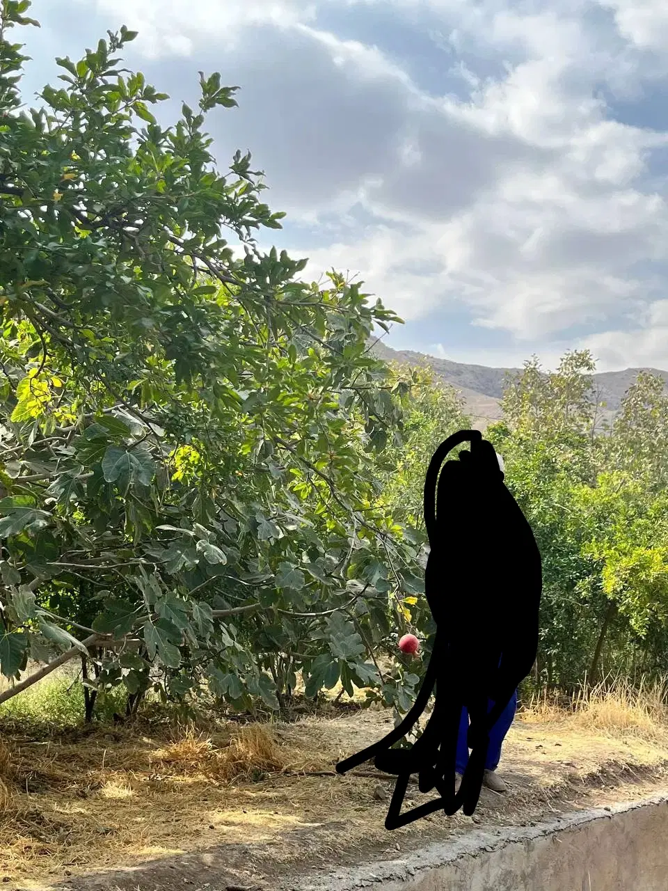 باغ