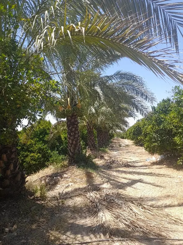 باغ مرکبات