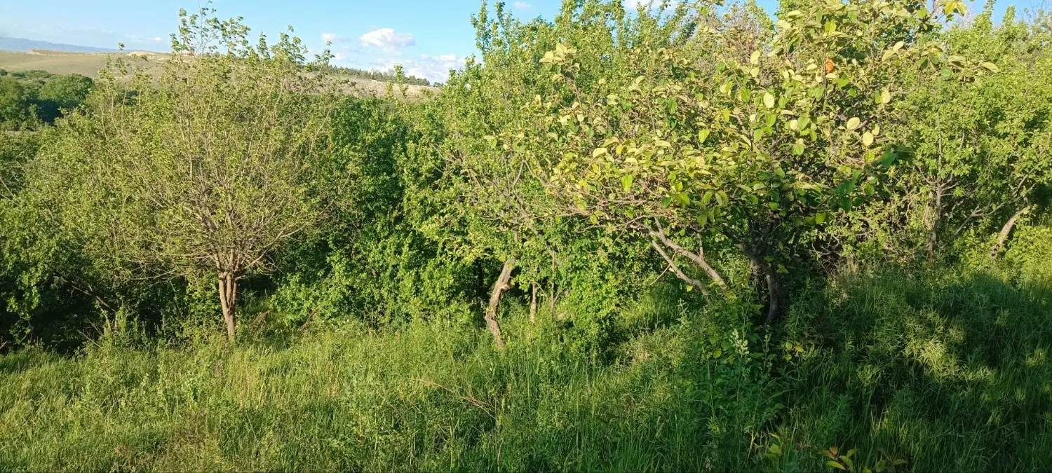 باغ میوه
