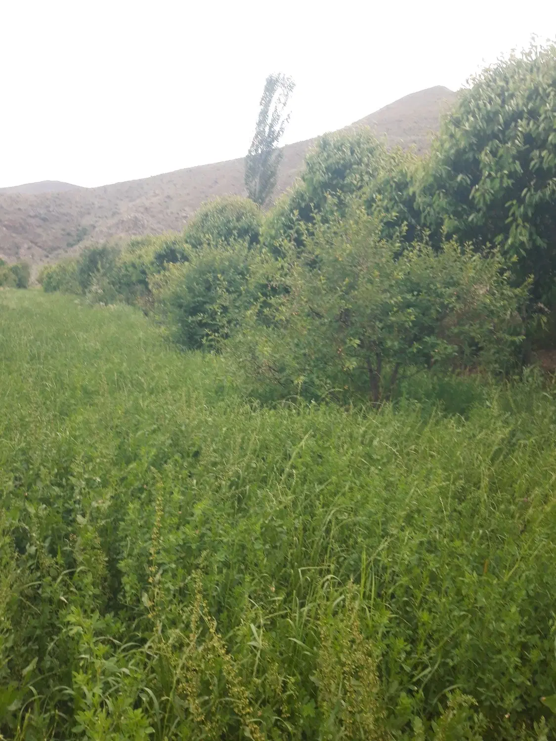 فروش باغ
