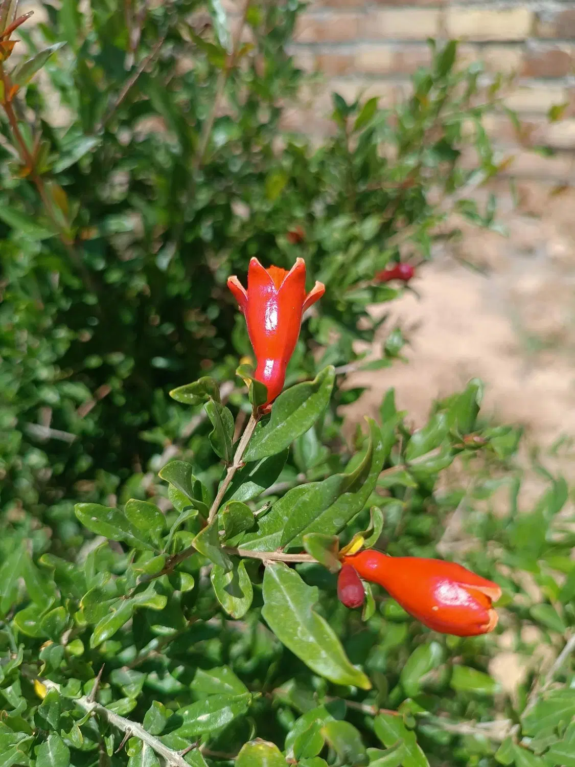 باغ فروشی