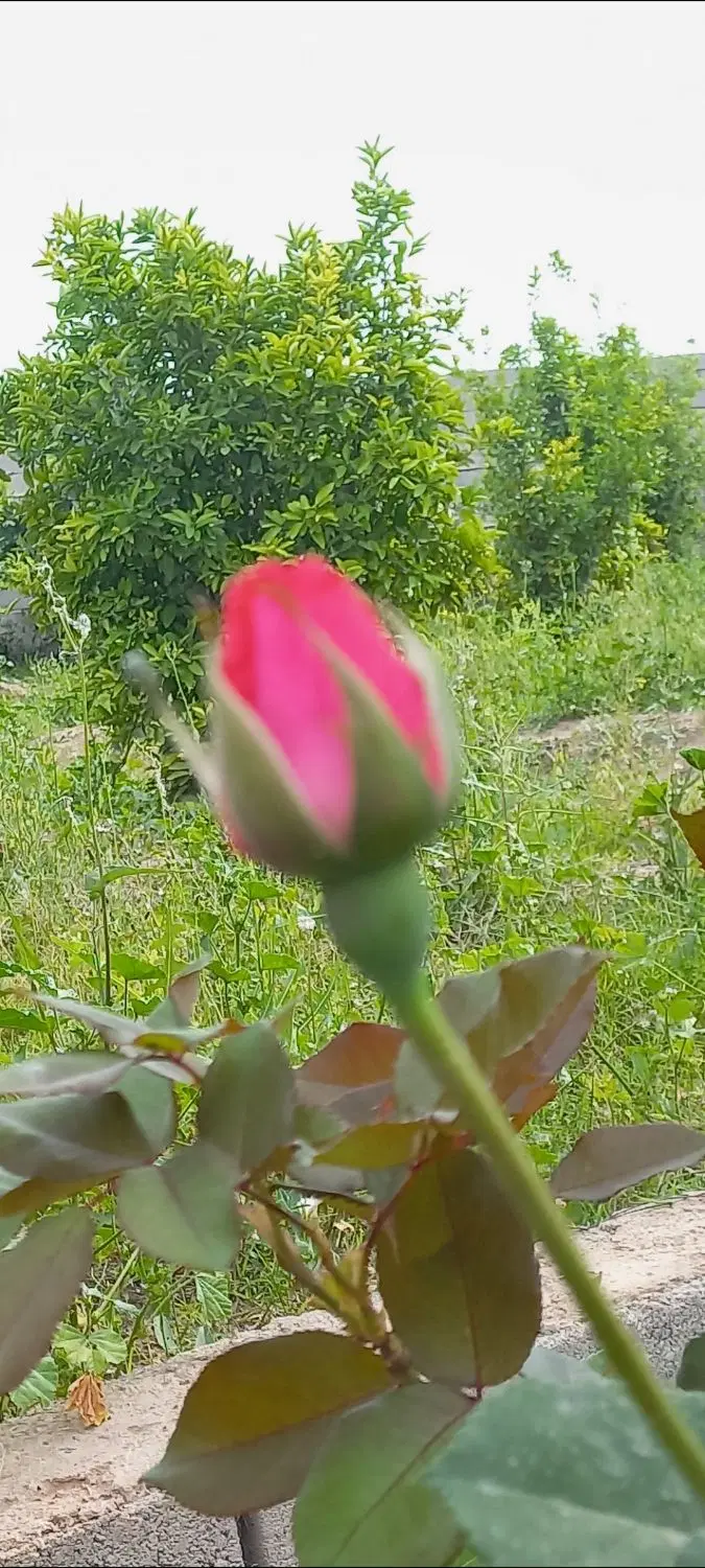 باغچه ۱۰۰۵ متری خوش نقشه چسبیده به شهر