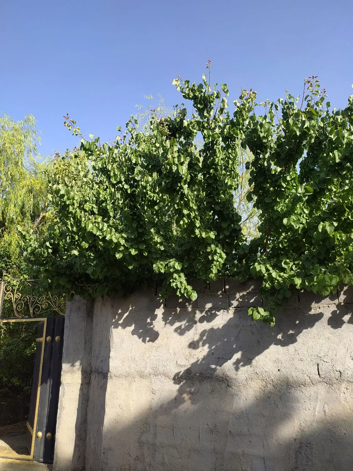 باغچه با موقعیت مناسب در بیدگنه