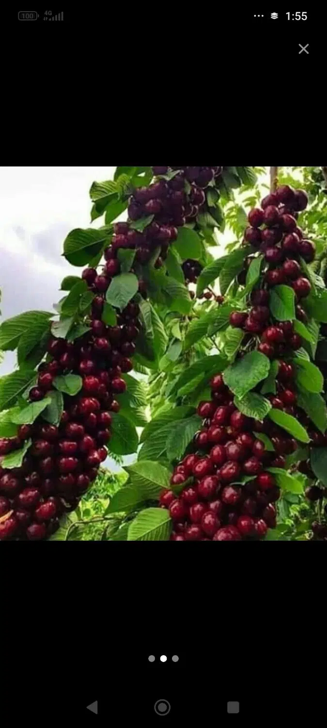 اجاره باغ بالاترین قیمت
