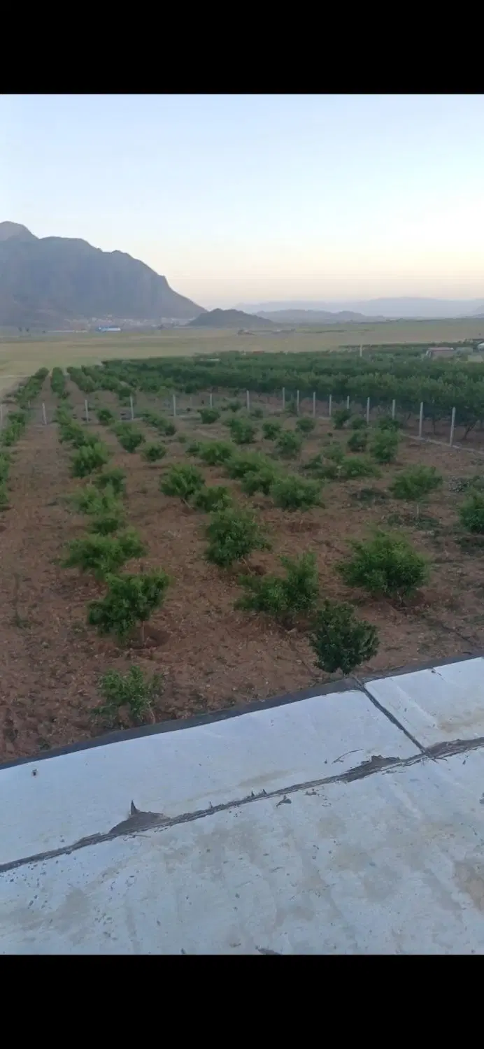 باغ سند تک برگ