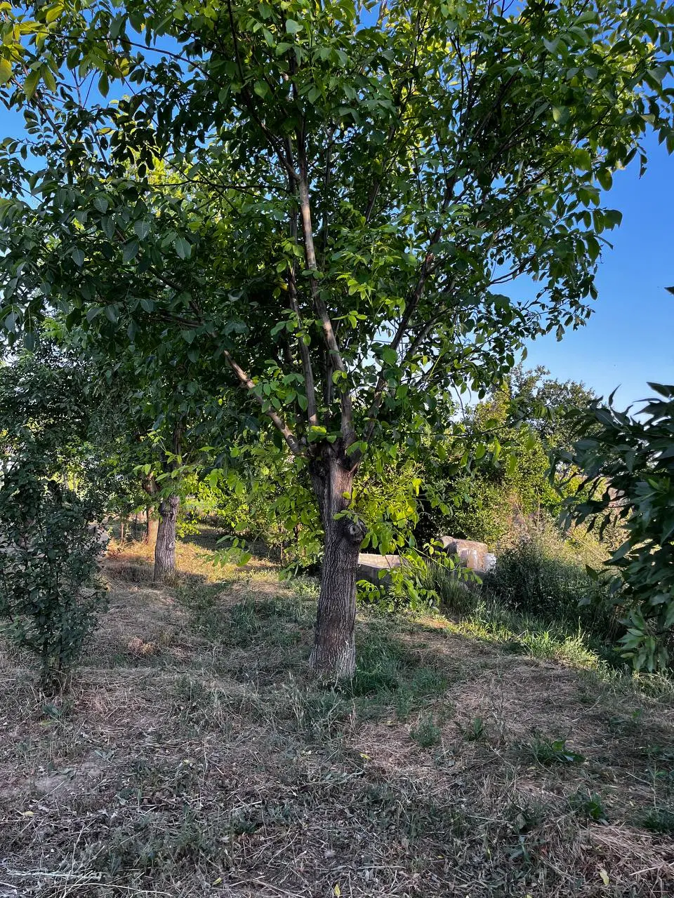 زمین با متراژ مشخص در ووایی