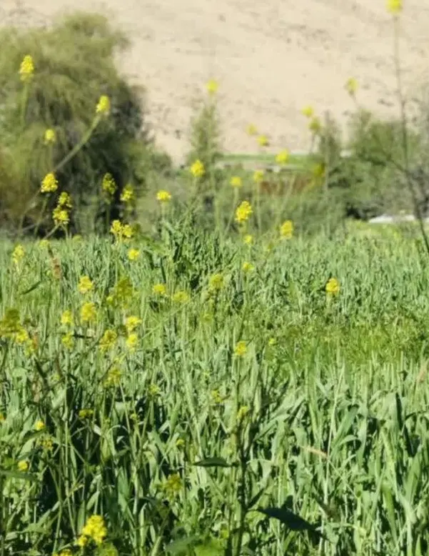 فروش زمین واقع در میدان دانشجو