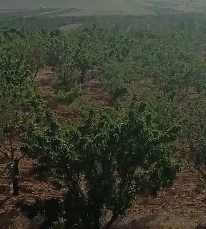 باغ بن