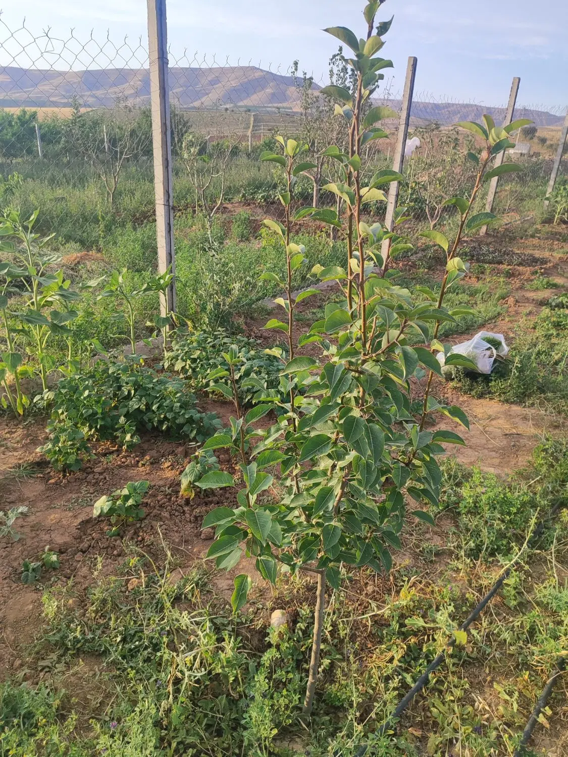 فروش زمین باغی