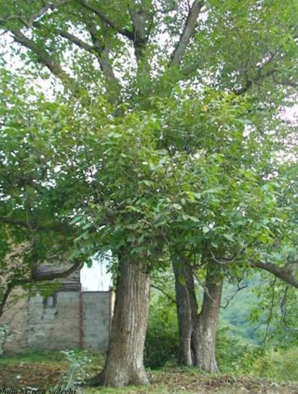 زمین باغی