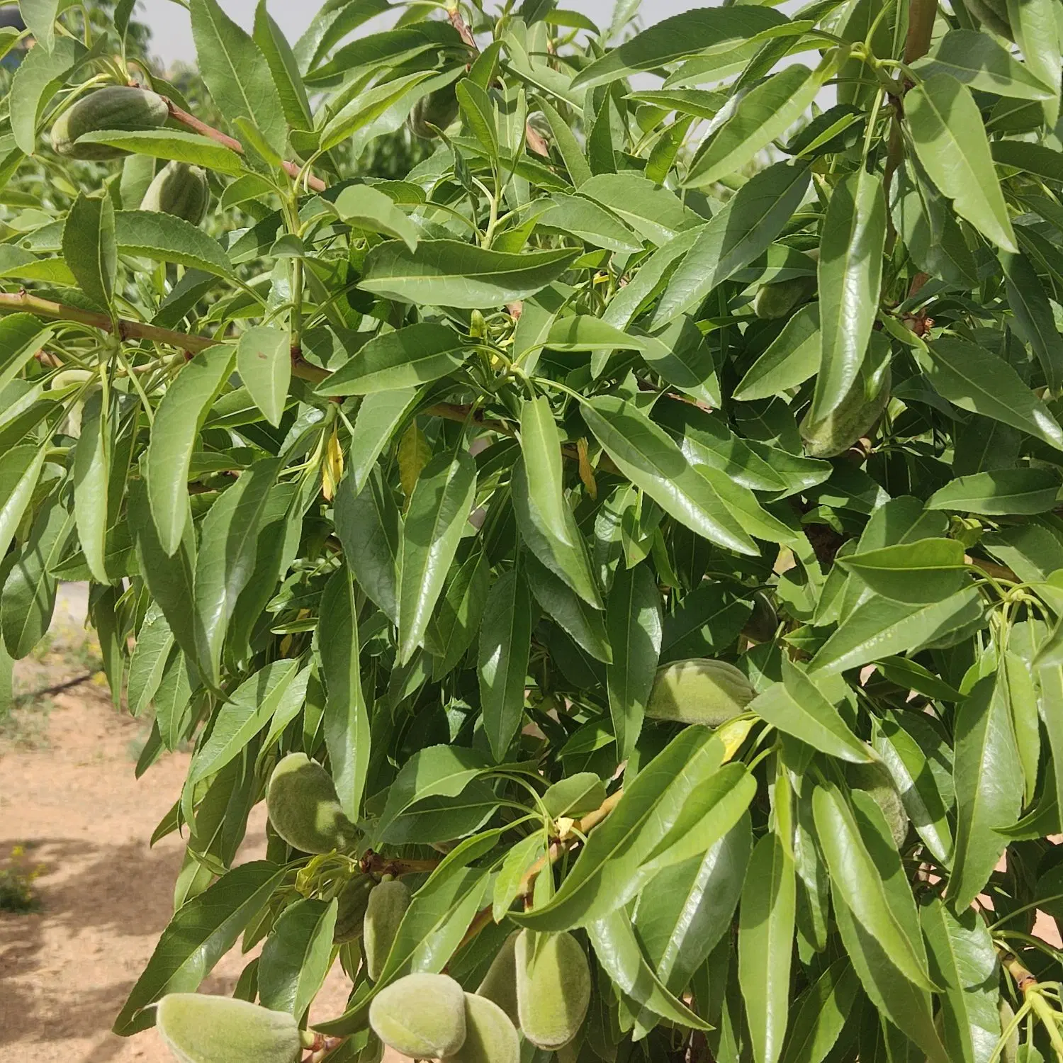 زمین کشاورزی دارای سند تک