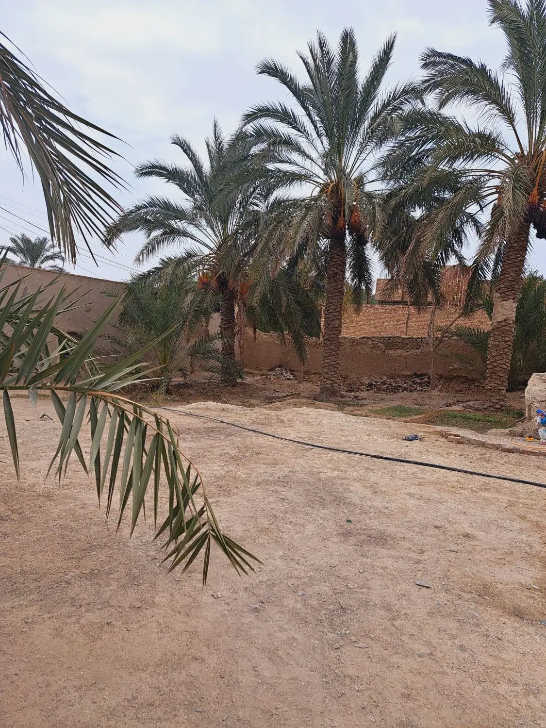 زمین فروشی با چند نخل