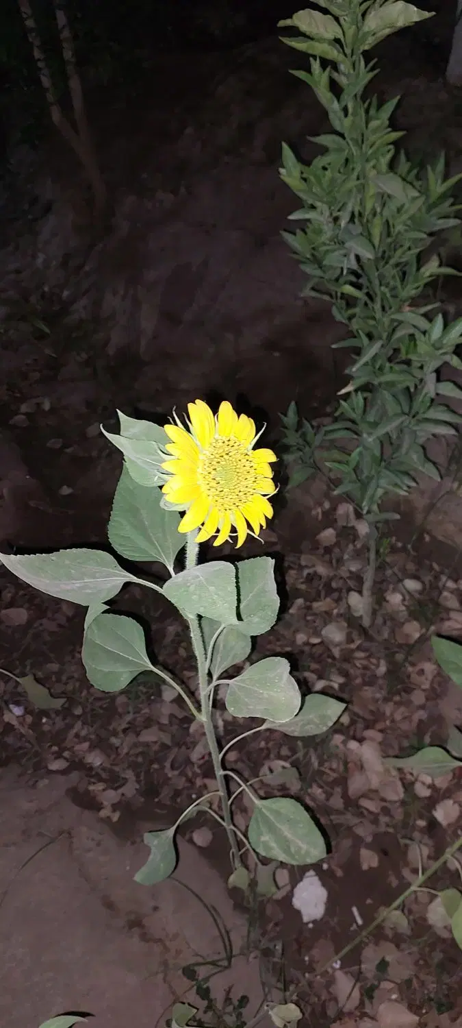 خانه باغ