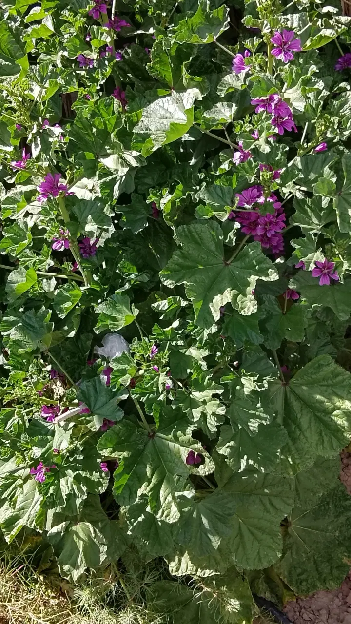 سلیمانیه ۱۰ قصب خونه باغ سند دار