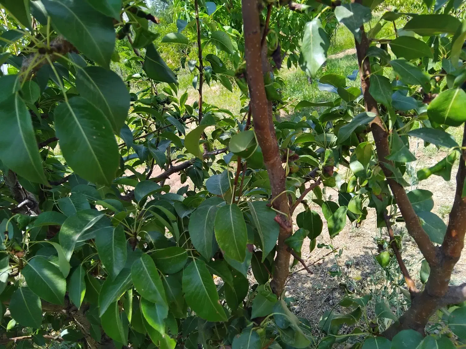 باغ و زمین کشاورزی