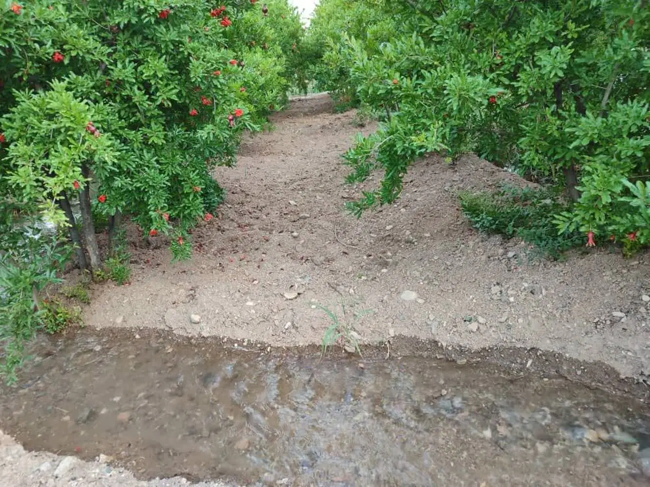 باغ انار و کلی نهال میوه