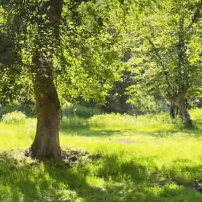 زمین مسکونی در ریگ چشمه