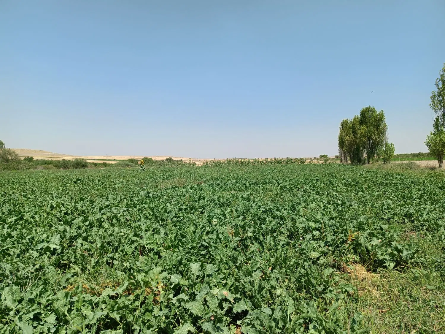 زمین کشاورزی آبی