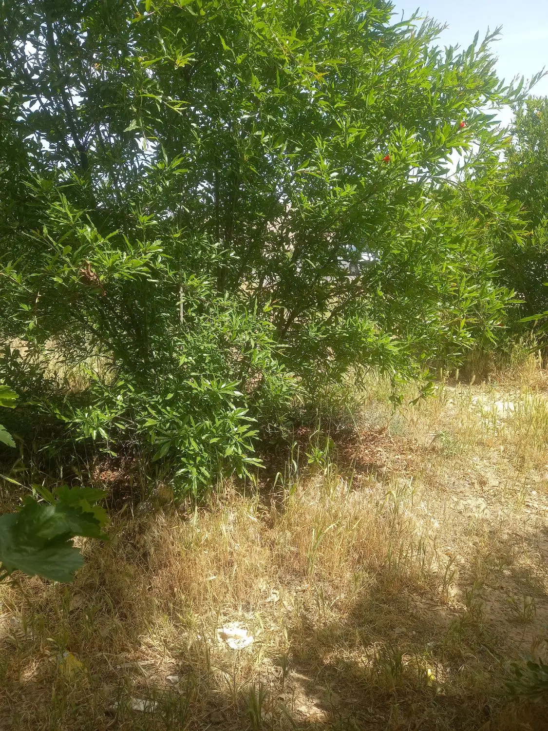 زمین مسکونی به متراژ ۸۵۰متر
