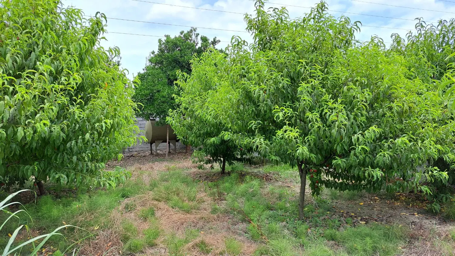 فروش باغ زمین