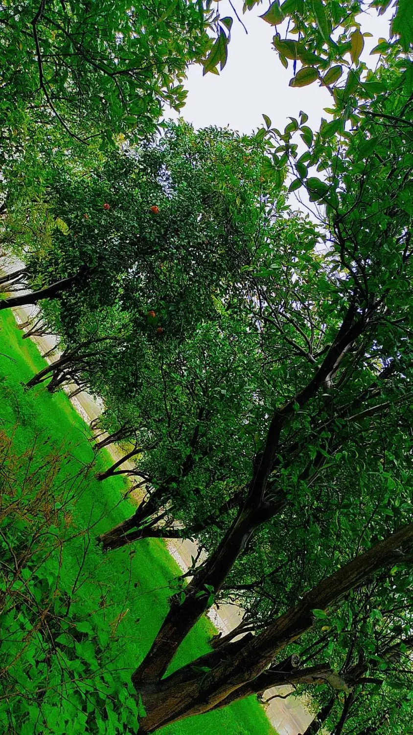 زمین  شمال