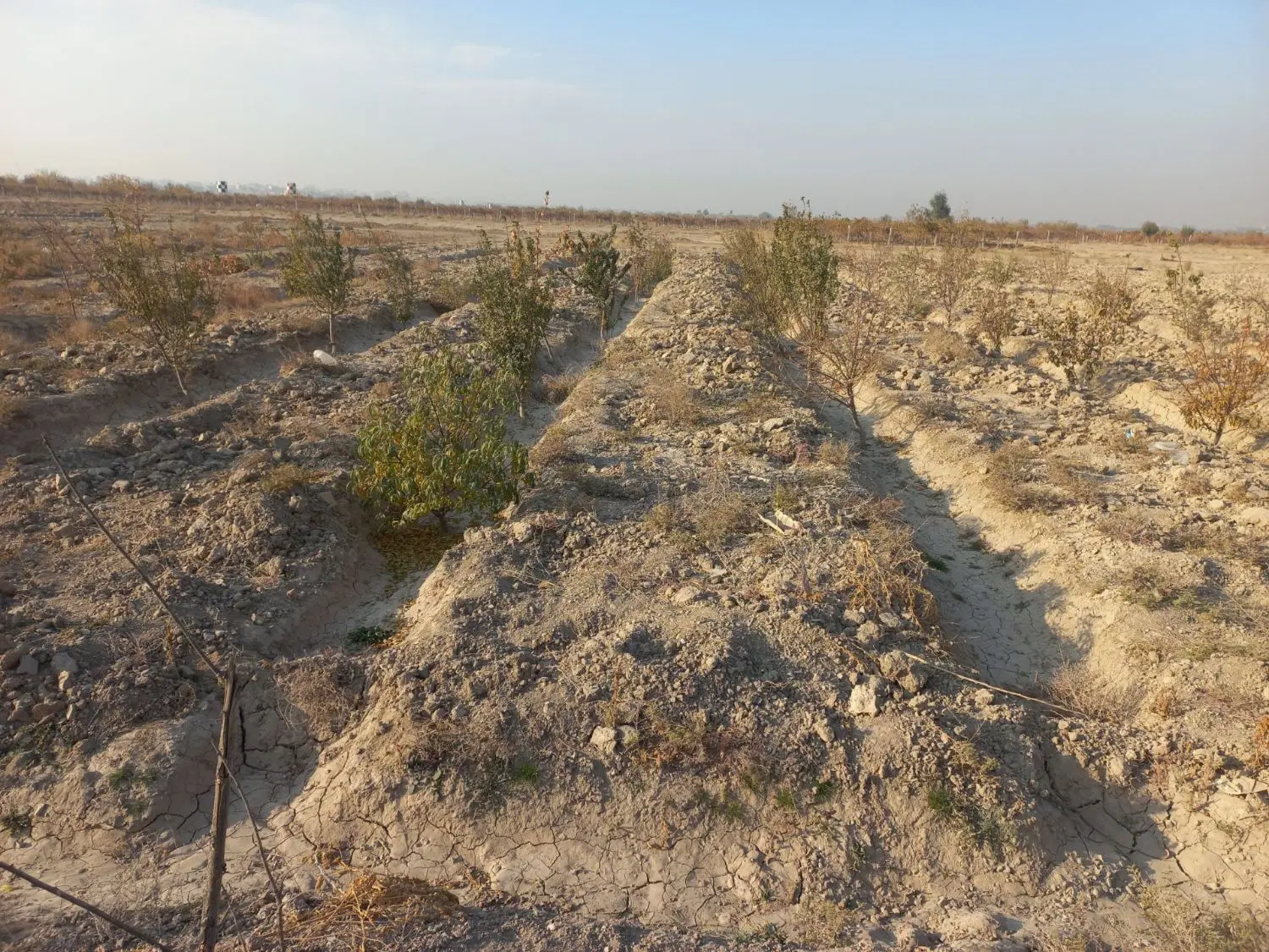 زمین کشاورزی