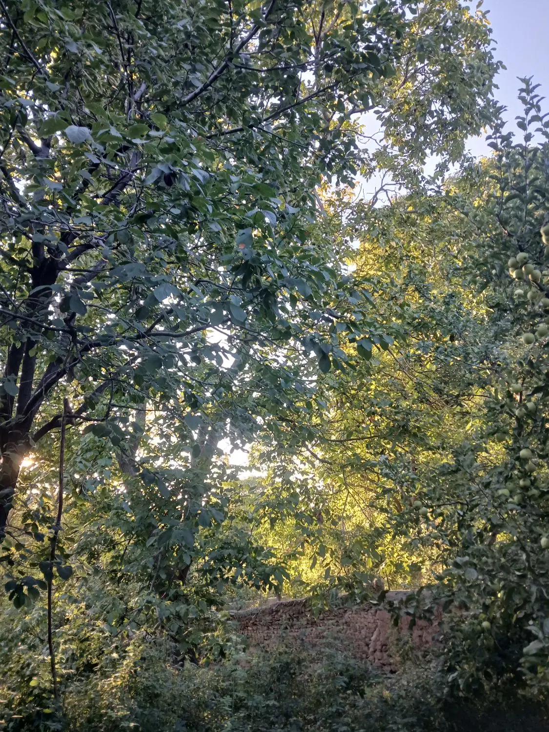 باغ و باغچه ویلایی