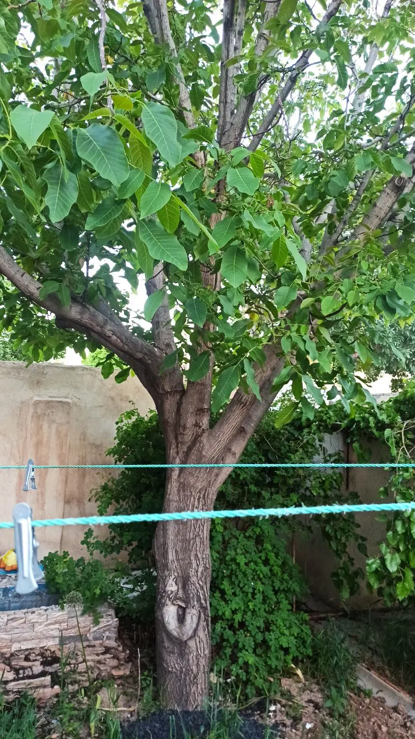 زمین مسکونی دوکله پردیسان قروه درجزین
