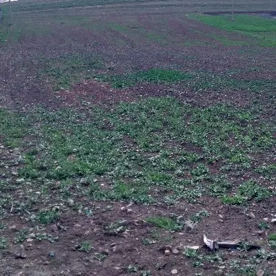5500 متری زمین طرح هادی_روستای کرانی