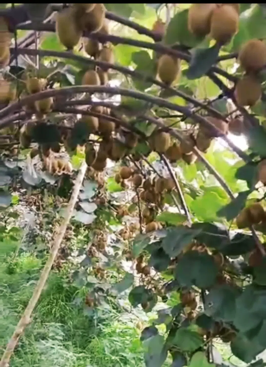 فروش